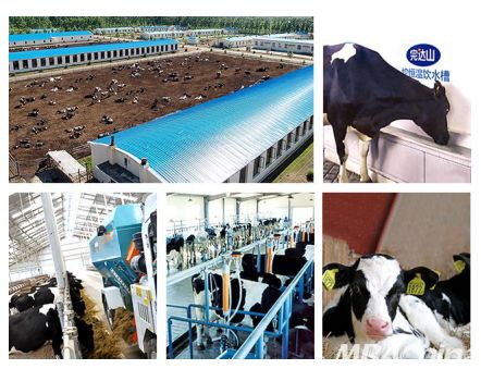 养好牛，产好奶 完达山乳业以品质为先，守护国人健康未来